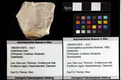 Foto (Objket + Etiketten) von Cracensigillatus acutirostris (Moericke, 1889) 